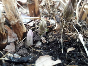 asparagus