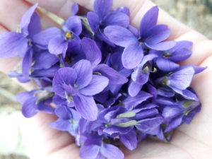 violets in hand